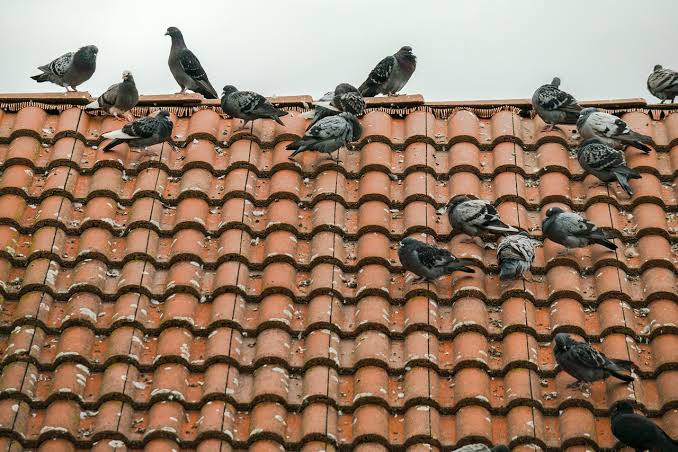 How to Get Rid of Pigeons on Your Roof Fast